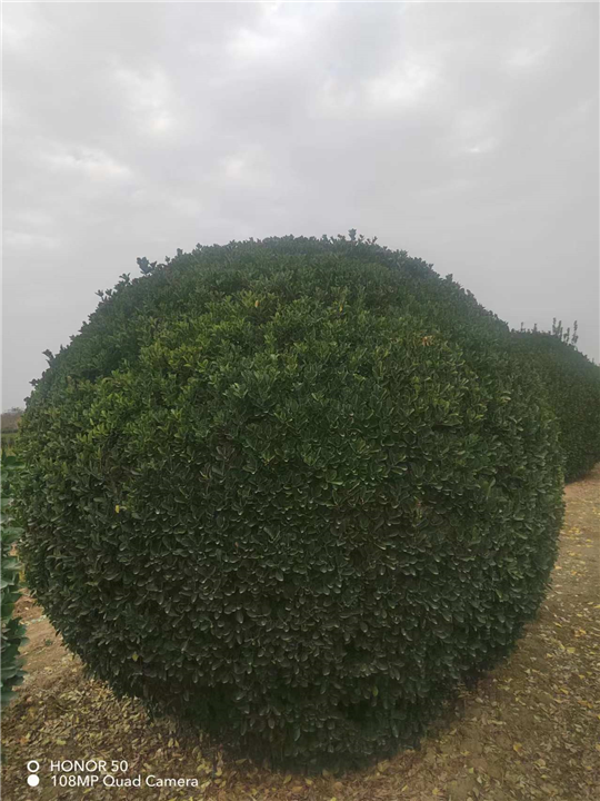 河南大叶黄杨球基地