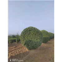 大叶黄杨球