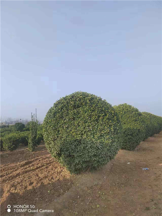 大叶黄杨球