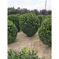 河南大叶黄杨球种植后如何保湿