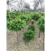广玉兰|河南桂花树|河南大叶女贞|河南大叶黄杨|河南油松 