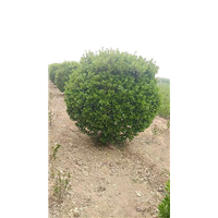 桂花树|河南桂花树|河南大叶女贞|河南大叶黄杨|河南油松 