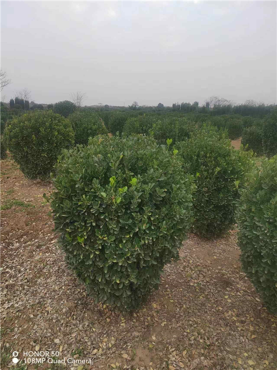 河南大叶黄杨球1洛阳黄杨基地