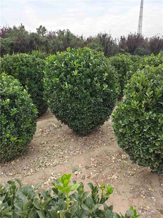 河南大叶黄杨球种植后如何保湿