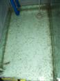 泥鳅养殖◎福建泥鳅苗★泥鳅苗供应 