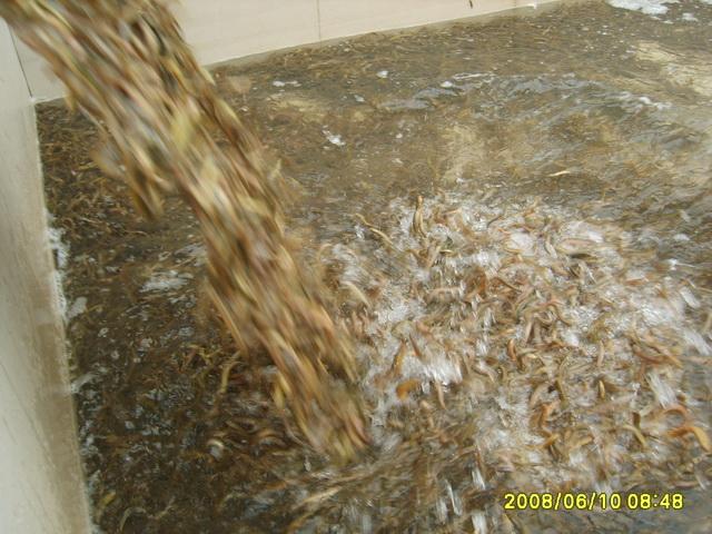 泥鳅苗供应-泥鳅苗/泥鳅苗批发3