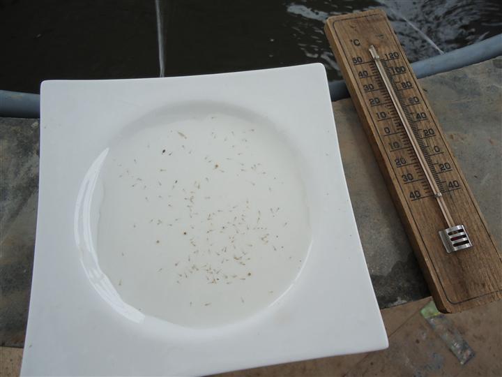 泥鳅苗价格-泥鳅苗种苗价格1