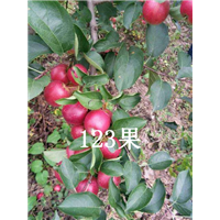 吉林123果 