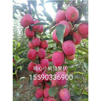 吉林鸡心果