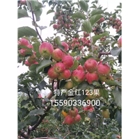 吉林123苹果，辽源123苹果