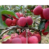 吉林鸡心果，辽源苹果批发 