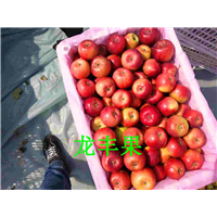 吉林龙丰果&辽源龙丰果 