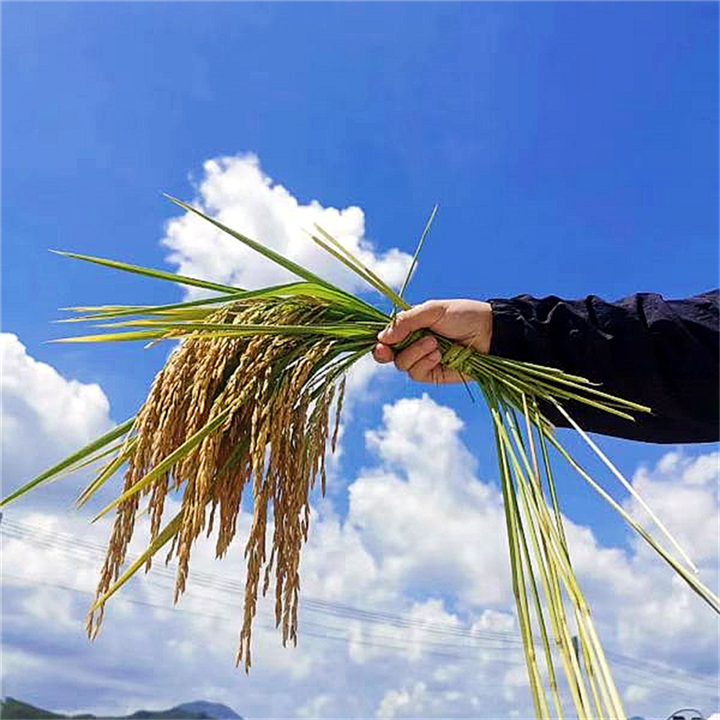 吉林稻花香水稻