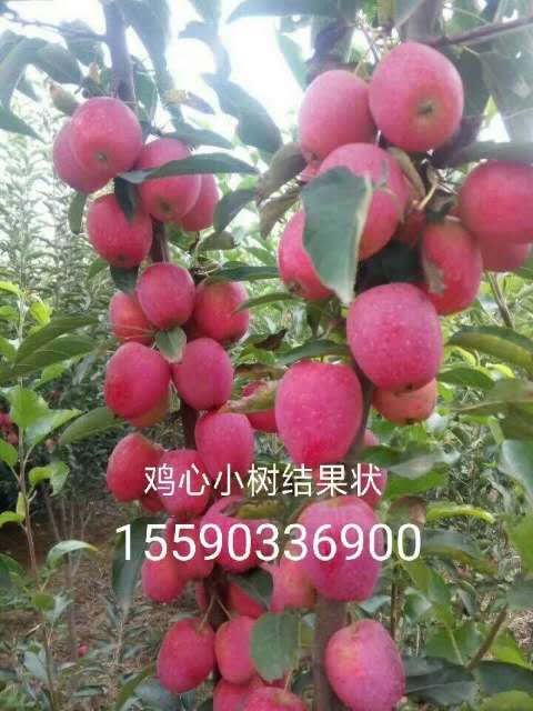 吉林鸡心果