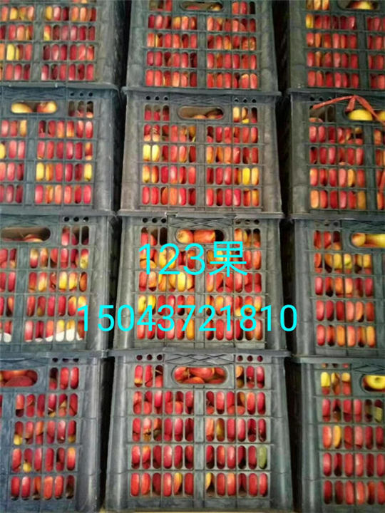 吉林123果