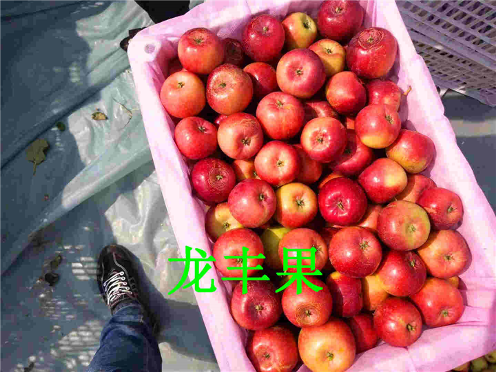吉林龙丰果&辽源龙丰果 