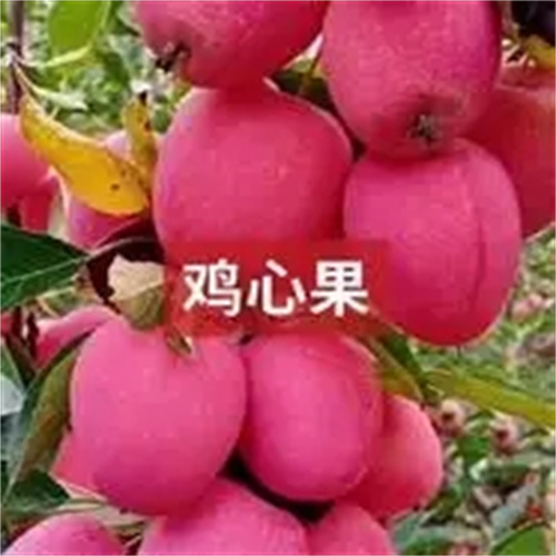 吉林鸡心果
