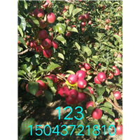 吉林123果
