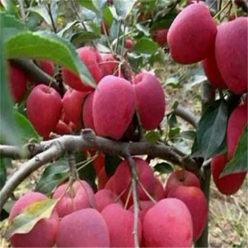 吉林鸡心果批发价格