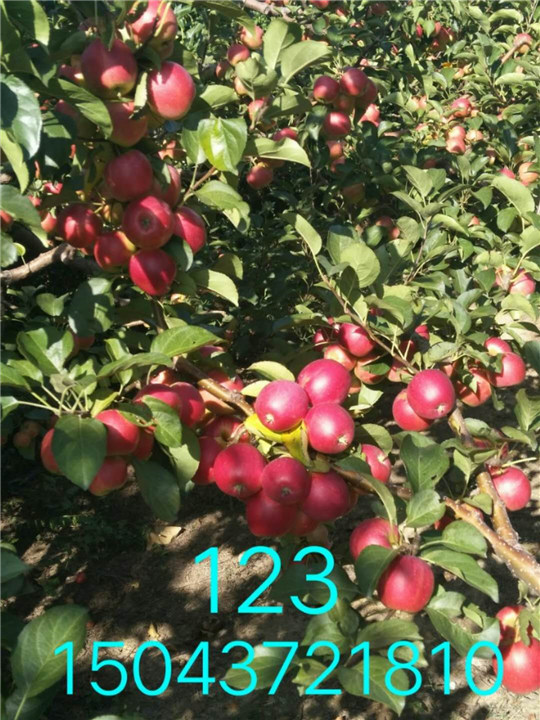 吉林123果