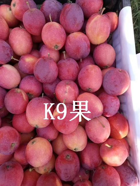 吉林k9果 
