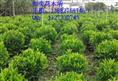 非洲茉莉