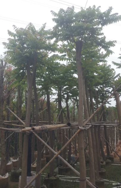 10公分麻楝*麻楝基地*麻楝价格*麻楝 
