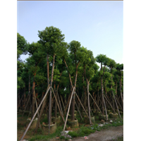 18公分樟树袋苗$18公分樟树袋苗A货 