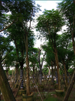 20公分凤凰木A货袋苗$20公分凤凰木袋苗A货 