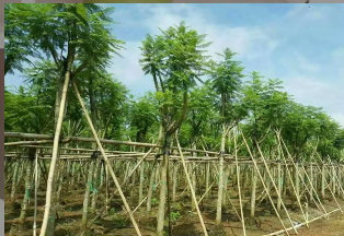 10公分蓝花楹袋苗500棵$10公分蓝花楹袋苗A货 