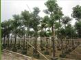 广东普宁12公分秋枫袋苗移植苗好货 