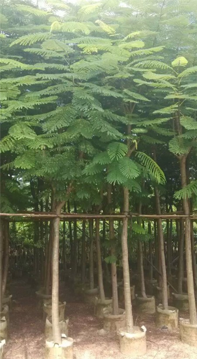 7公分凤凰木&7公分凤凰木袋苗*7公分凤凰木 