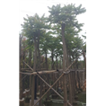 10公分麻楝*麻楝基地*麻楝价格*麻楝 