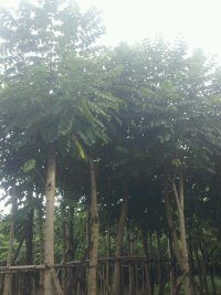 广东普宁12公分火焰木袋苗价钱---关注普宁水灾 