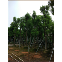 18-20公分樟树袋苗量大价优，1000棵待出售 