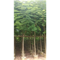 7公分凤凰木&7公分凤凰木袋苗*7公分凤凰木 