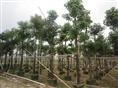 广东普宁年底秋枫移植苗大出货 普宁10-20公分大量秋枫袋苗出售 