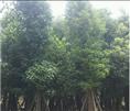 18公分香樟树移植苗就在广东普宁创奕花木场 