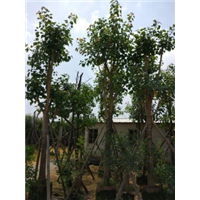 15公分菩提榕树200棵$15公分菩提榕树袋苗A货 