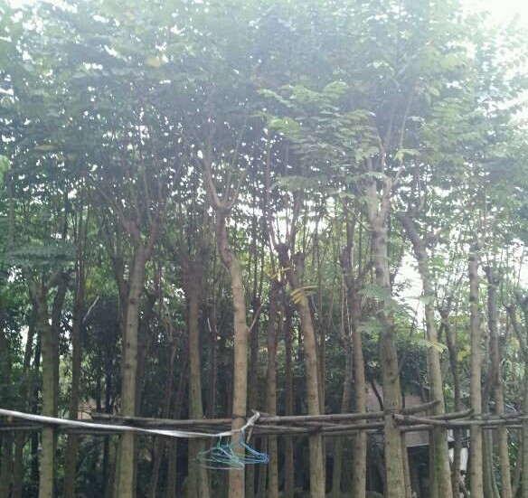 广东普宁10公分火焰木袋苗—价格便宜 