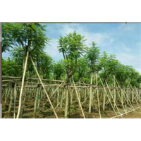 10公分蓝花楹袋苗500棵$10公分蓝花楹袋苗A货 