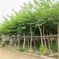 广东普宁10公分红花紫荆袋苗欢迎您 