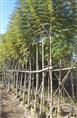 广东5公分蓝花楹#普宁5公分蓝花楹袋苗 