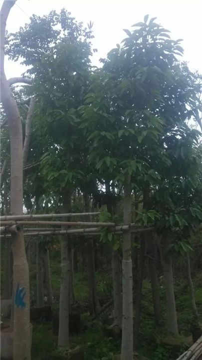 广东普宁白玉兰袋苗*白兰花&黄葛兰 