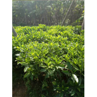 广东普宁非洲茉莉@普宁非洲茉莉&各种规格非洲茉莉 