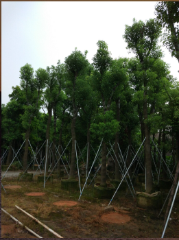 18-20公分樟树袋苗量大价优，1000棵待出售 