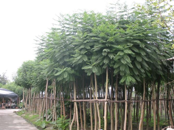 广东普宁5公分蓝花楹地苗大量价低 
