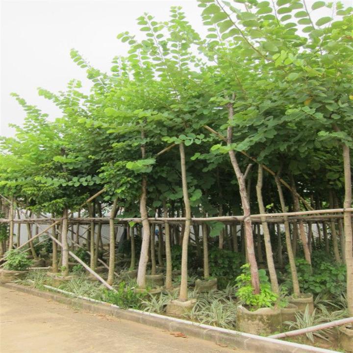 广东普宁10公分红花紫荆袋苗欢迎您 