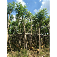 广东10公分12公分蓝花楹袋苗 10-12公分蓝花楹 13682758746 