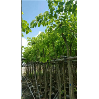 广东普宁5公分羊蹄甲袋苗，5公分羊蹄甲 